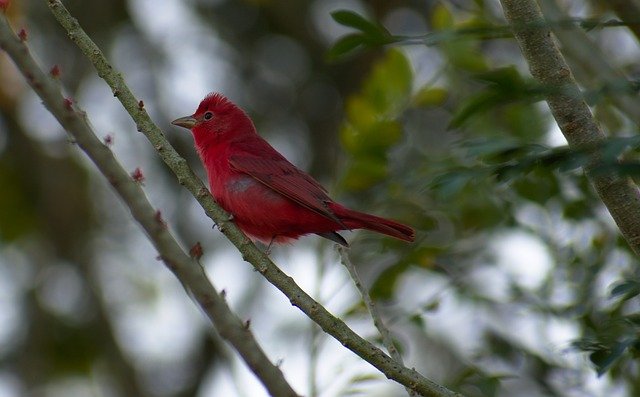 Bird Tree Summer Tanager Nature  - RonaldPlett / Pixabay