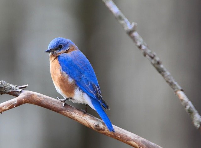 Bluebird Bird Eastern Bluebird  - Naturelady / Pixabay