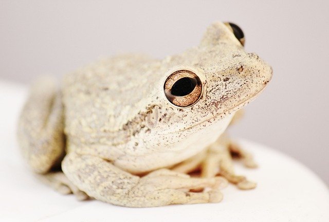 Frog Toad Amphibian Tree Frog  - CassidyMarshall / Pixabay
