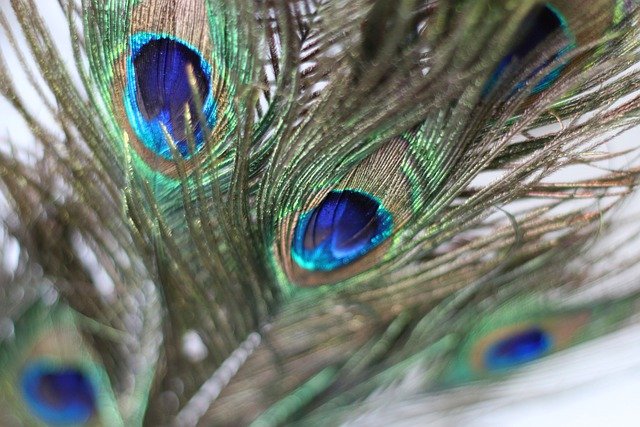 Feather Plumage Peacock Lightweight  - emminum / Pixabay
