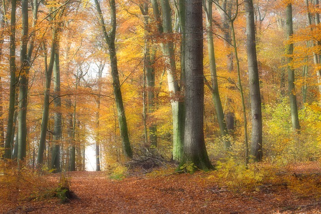 Forest Trail Autumn Path Trees  - Kemkes / Pixabay
