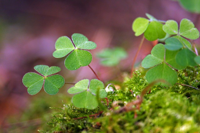 Clover Leaves Forest Moss Nature  - KRiemer / Pixabay