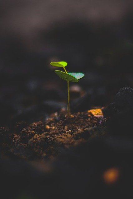 Plant Growth Leaf Green Sprout  - shadi6454 / Pixabay